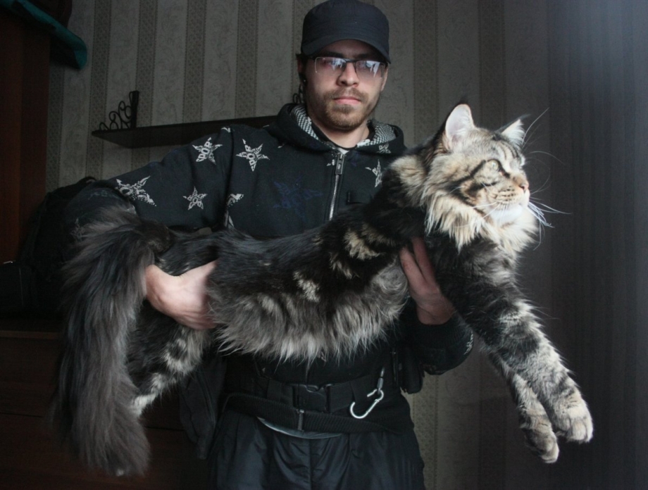 Кот Мейн кун с человеком
