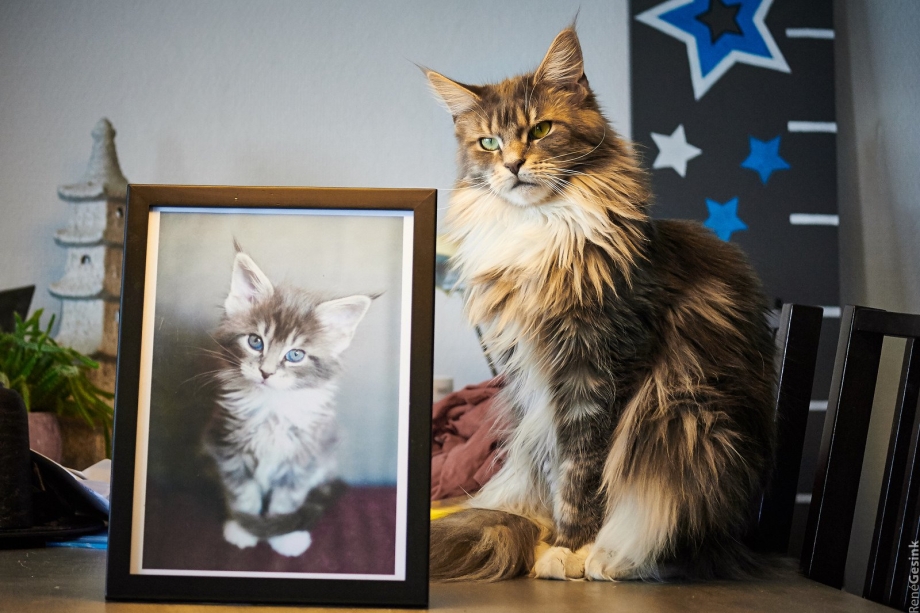 Коты Мейн куны Размеры