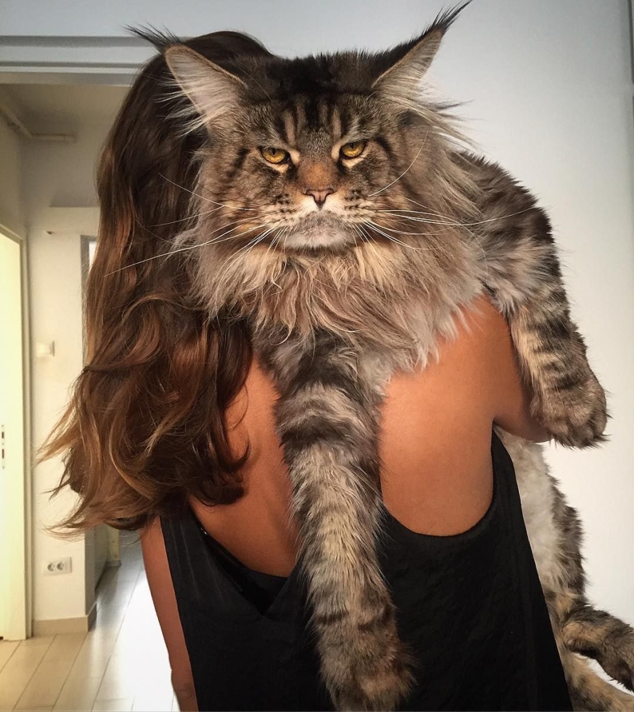 Крупные коты Мейн кун
