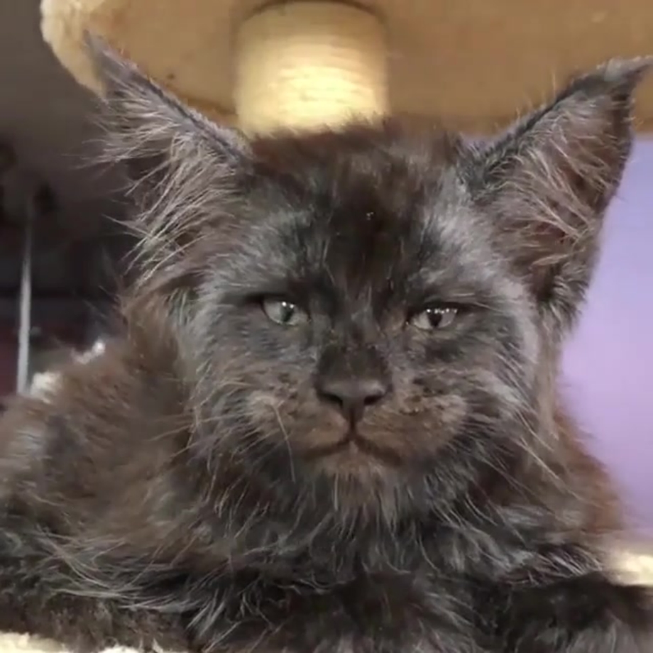 Кот Бегемот Мейн кун