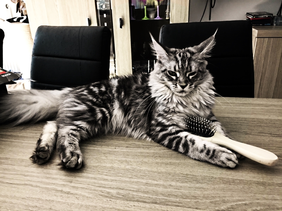 Кот Бородиной Мейн кун