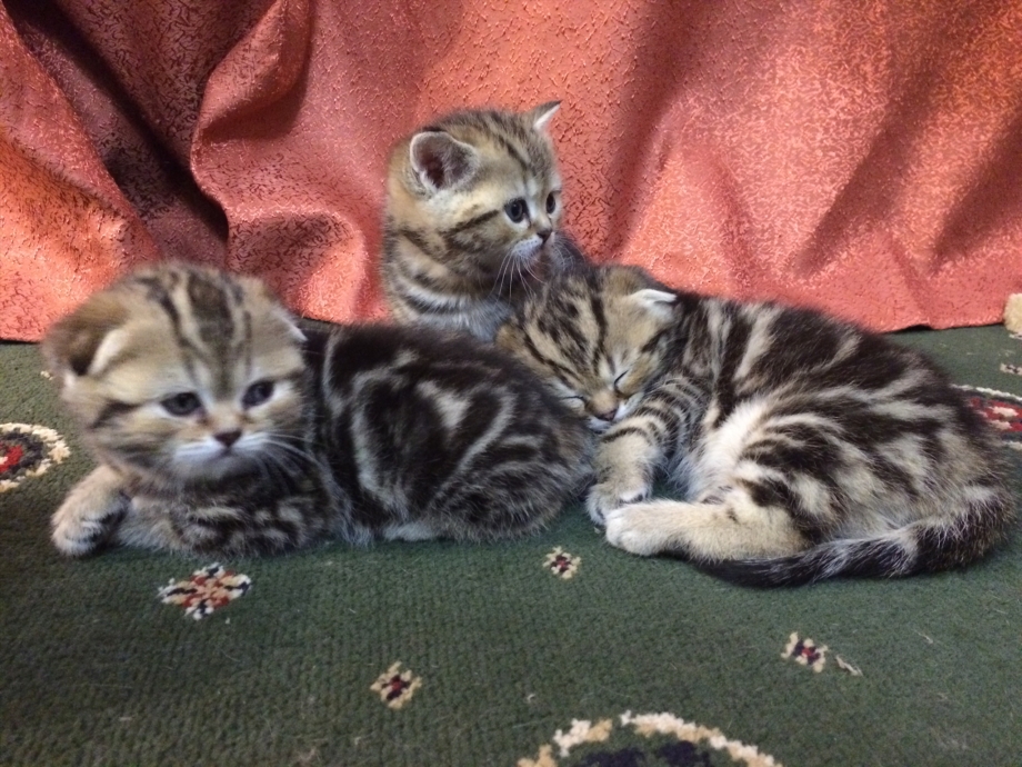 Шотландцы котята вислоухие 1 месяц мраморные