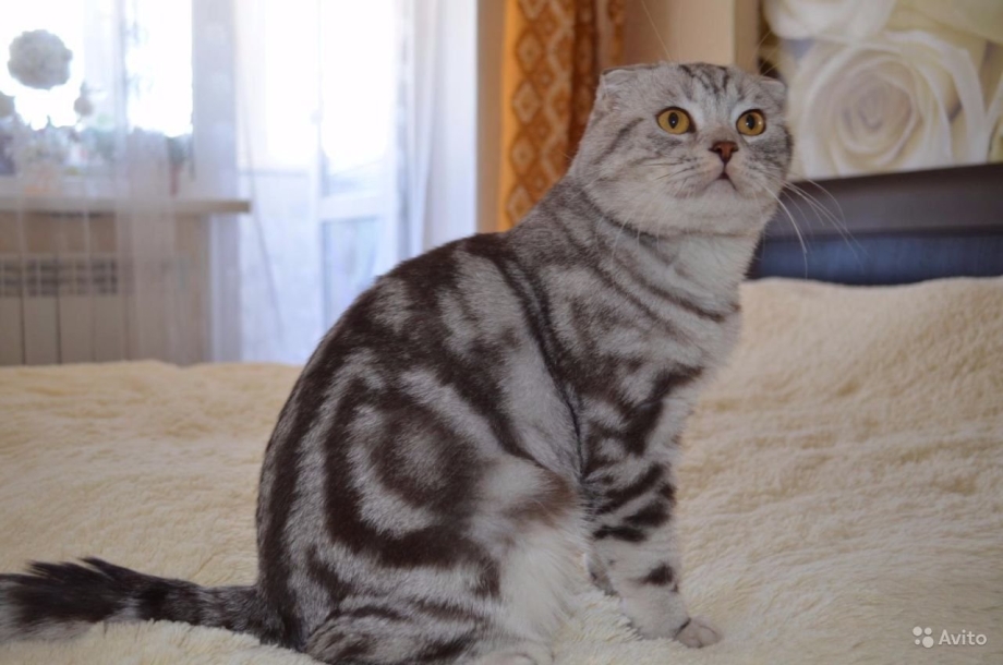 Скоттиш фолд шоколадный мрамор
