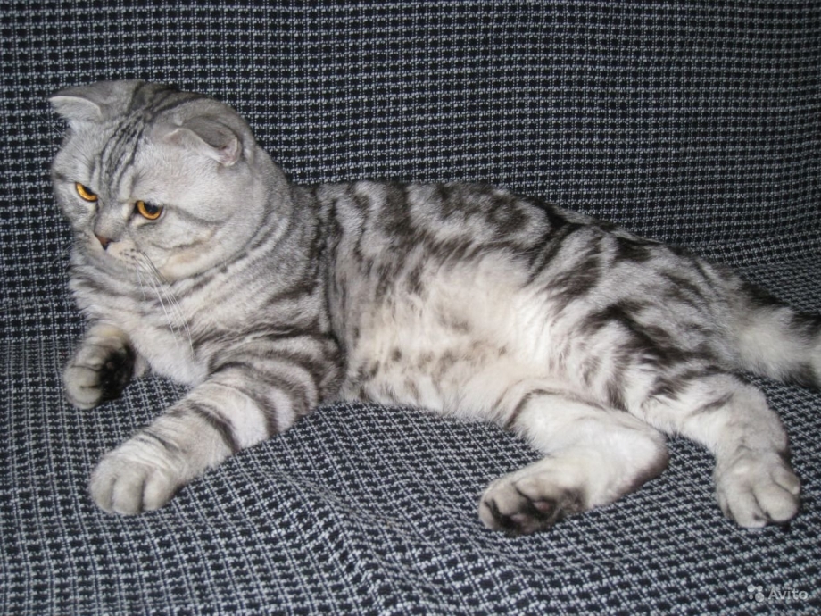Шотландская вислоухая кошка мраморная