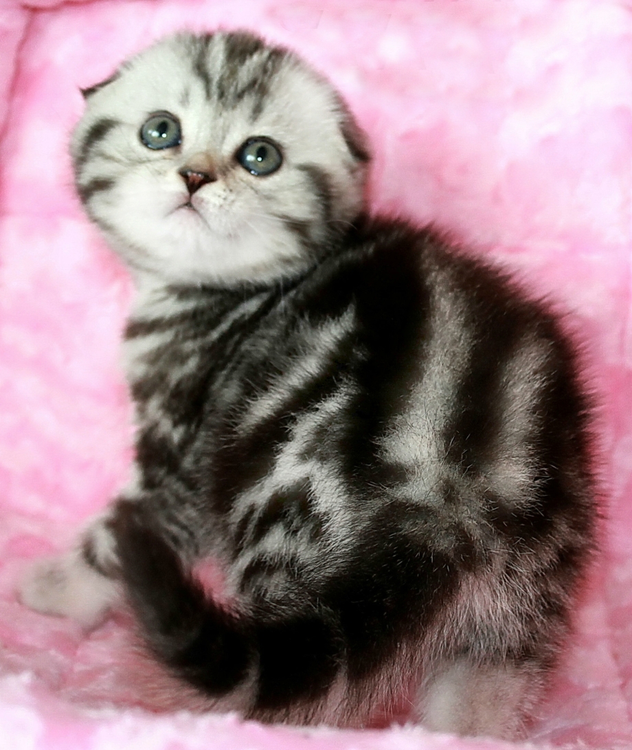 Шотландские вислоухие котята
