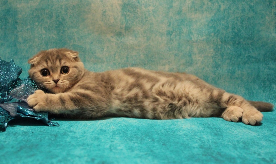 Скоттиш фолд