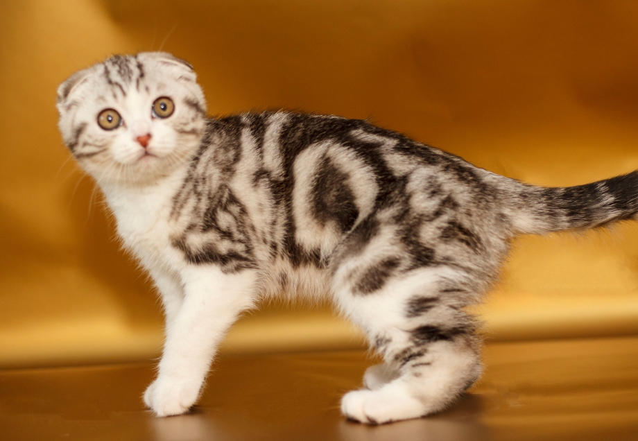 Британская кошка короткошерстная мраморная вислоухая