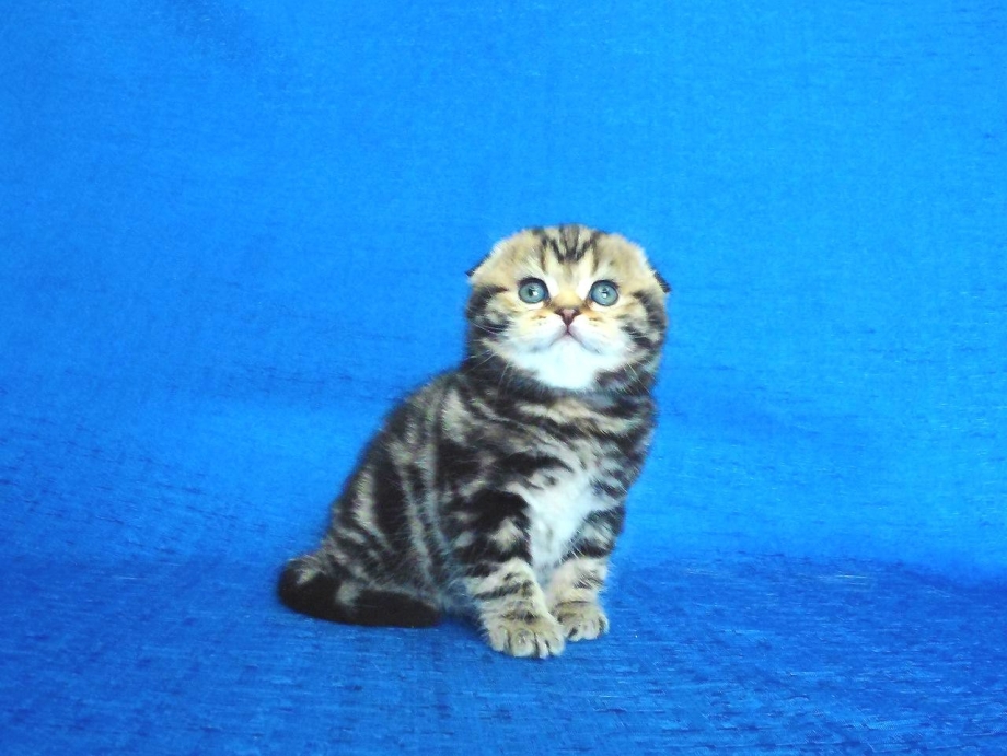 Шотландский скоттиш фолд мраморный котенок