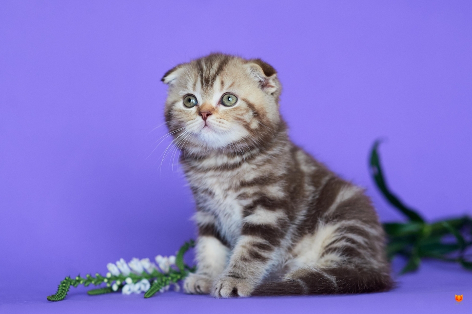 Скоттиш фолд шоколадный мрамор