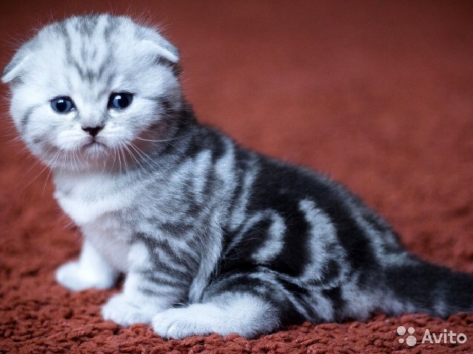 Скоттиш фолд страйт