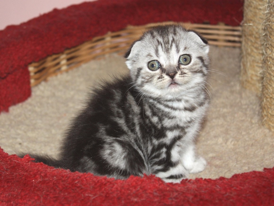 Скоттиш фолд вислоухий мраморный