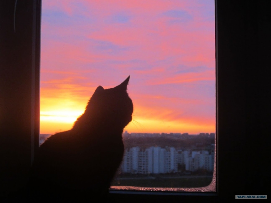Кот на закате