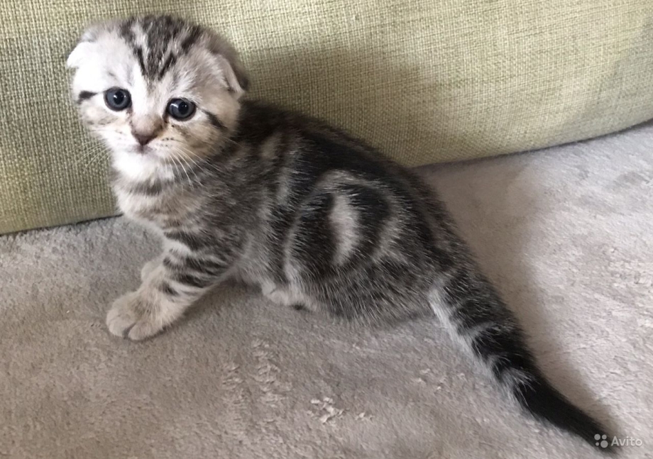 Вислоухие мраморные котята