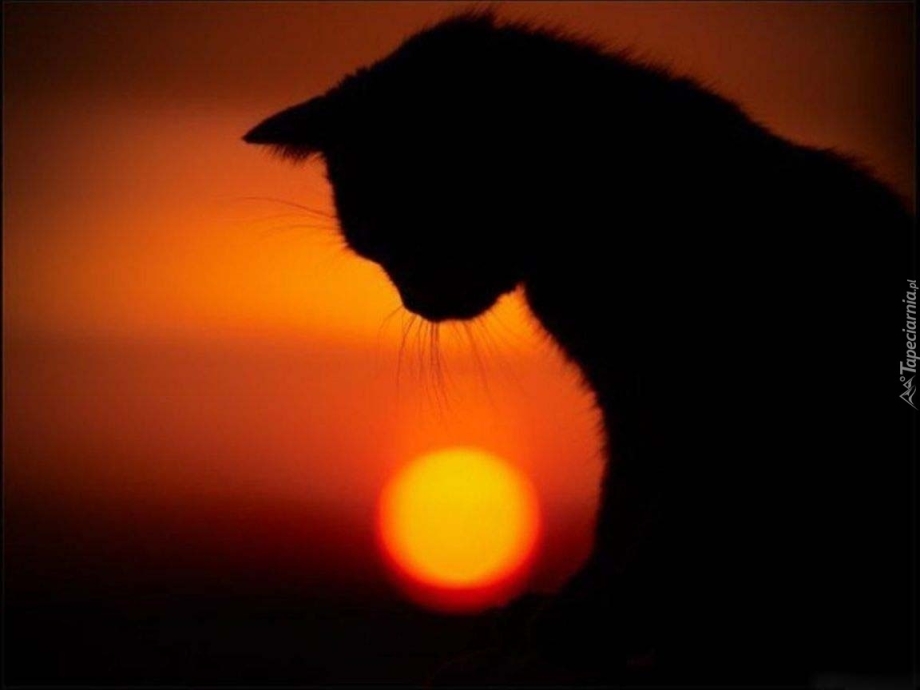 Коты на фоне солнца