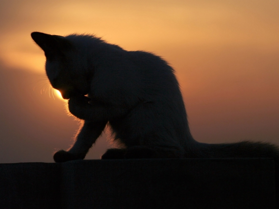 Одинокий кот
