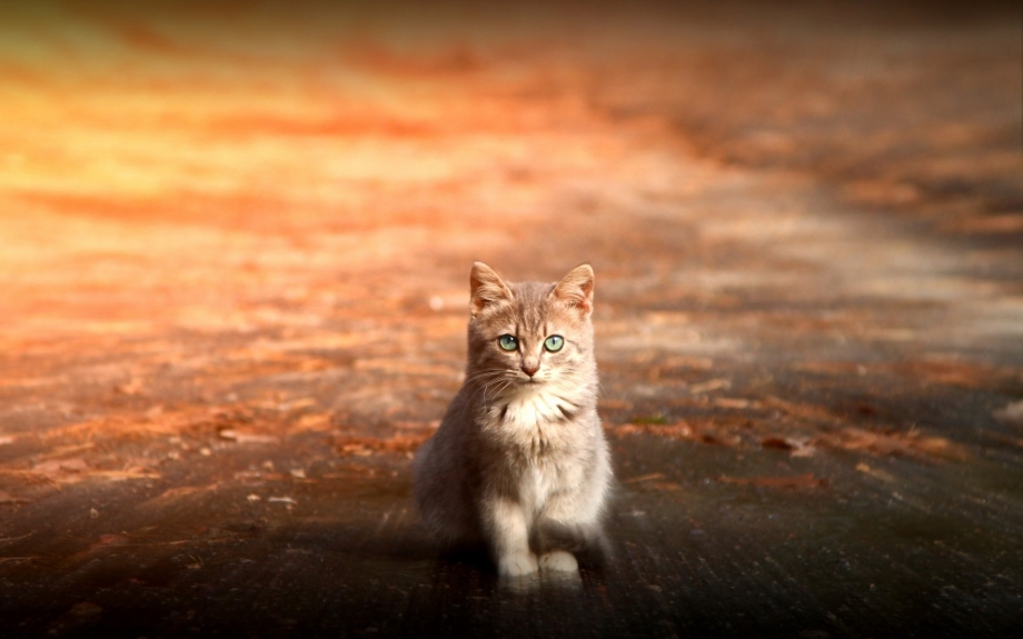 Котики Сток