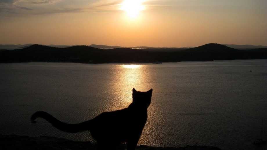 Кот на закате