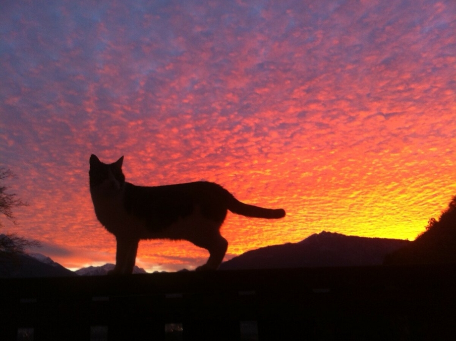 Котенок на закате