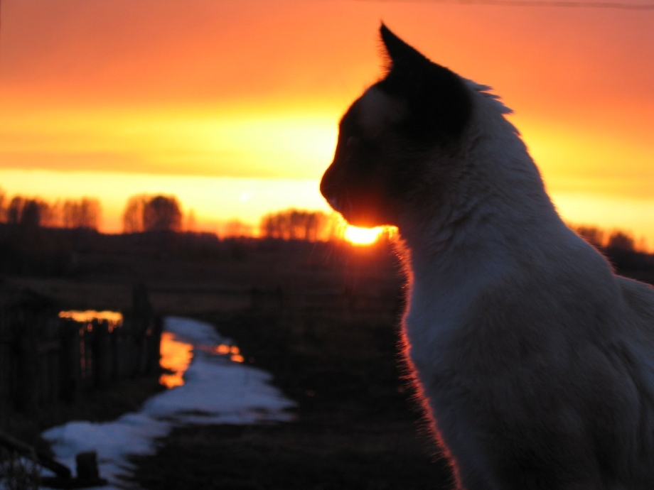 Коты на закате