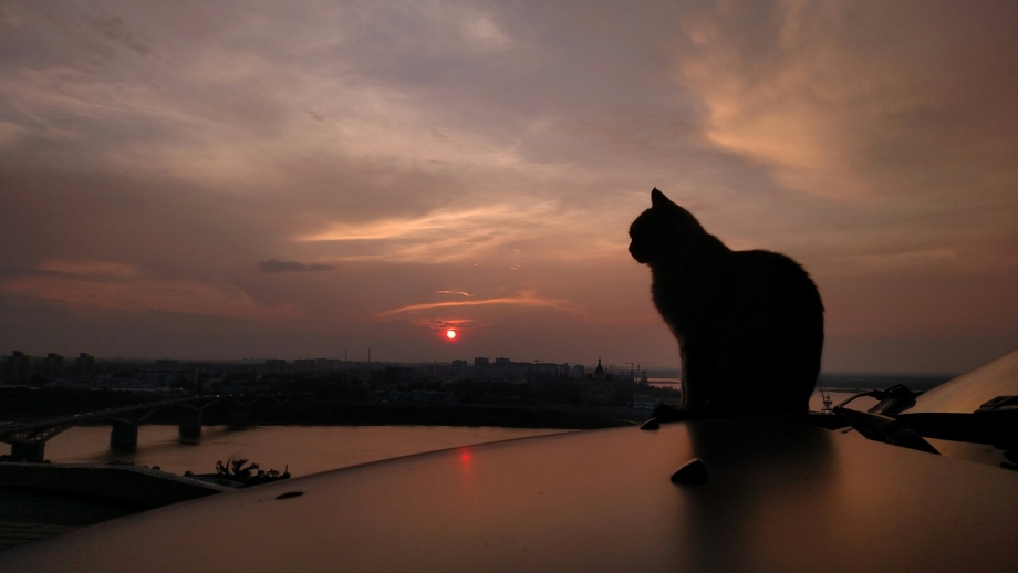 Котик на закате