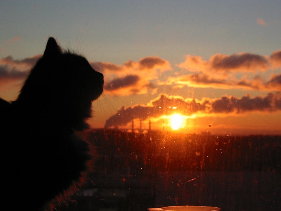 Кошка на рассвете