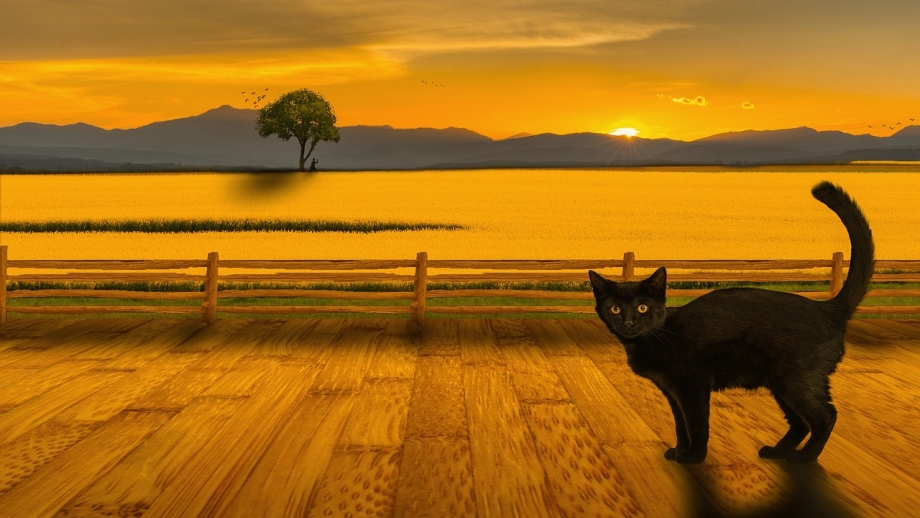 Пейзаж с кошкой