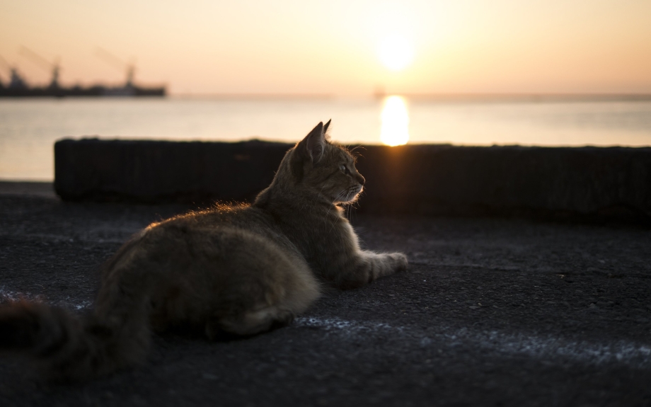 Кот на закате