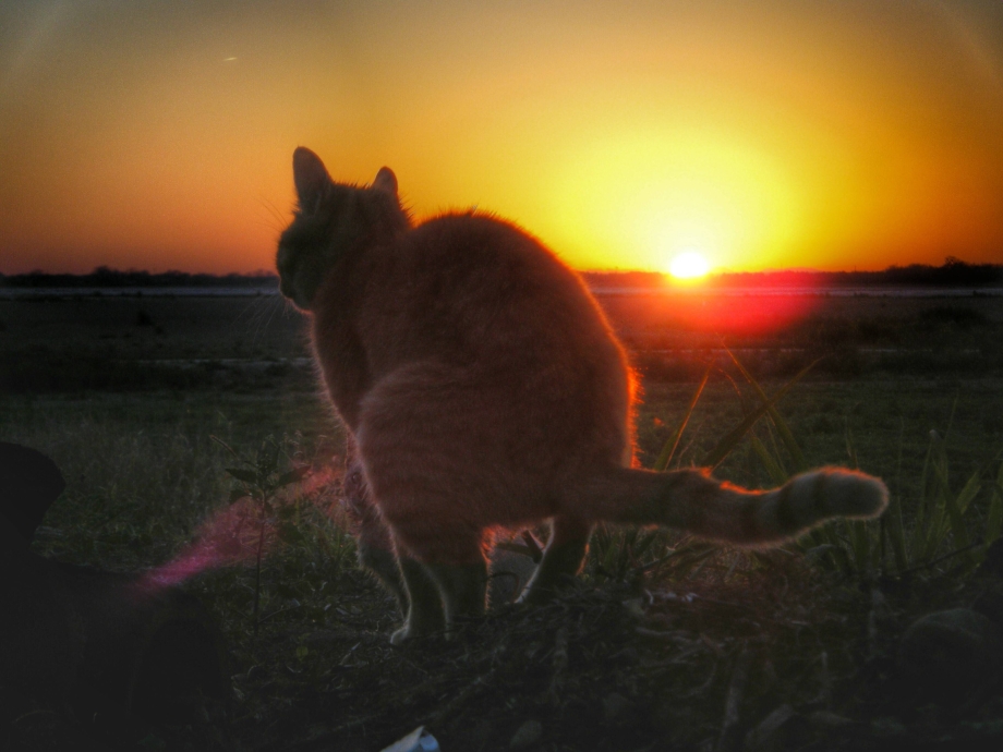 Кот какает на закате