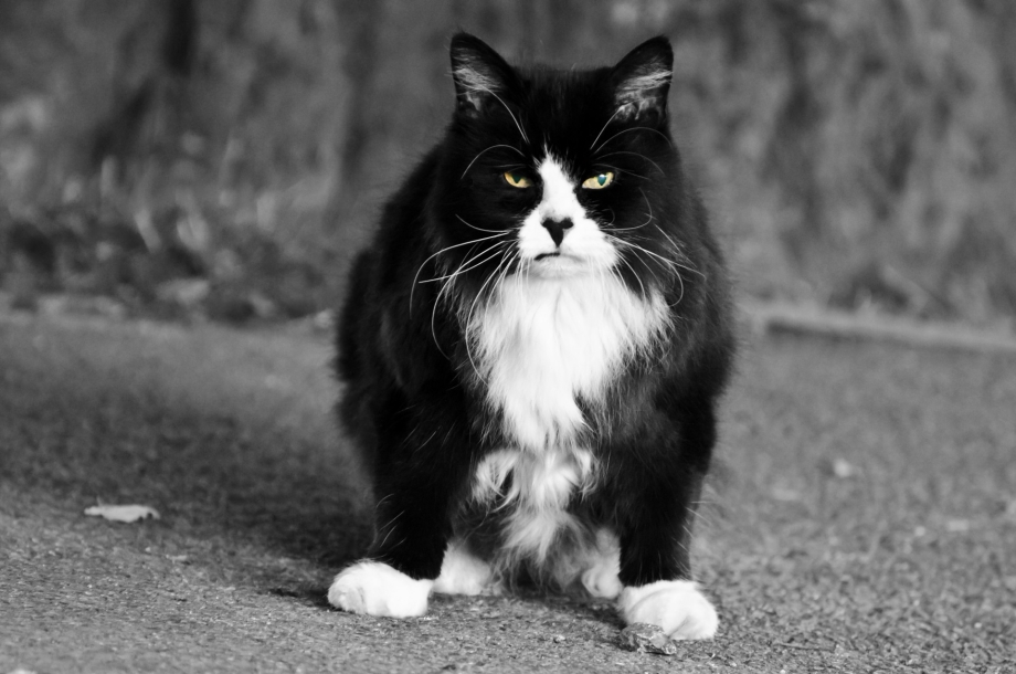 Взъерошенный черный кот