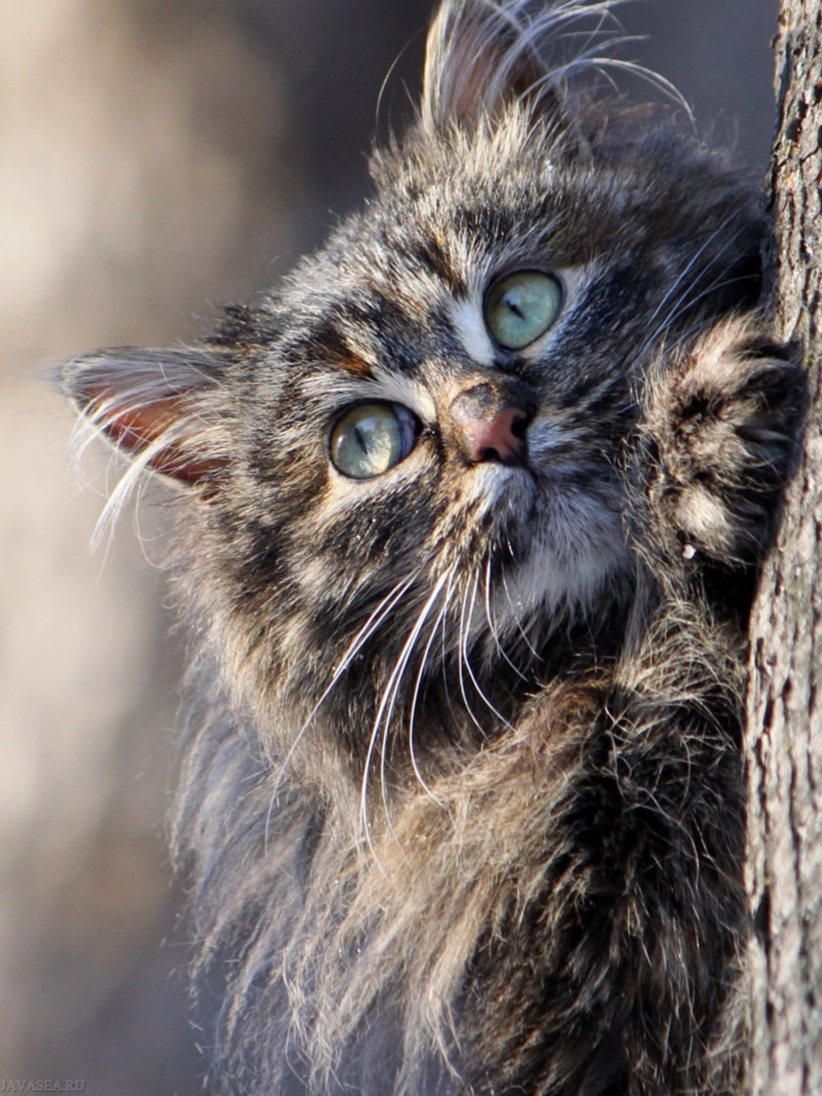 Взъерошенный кот