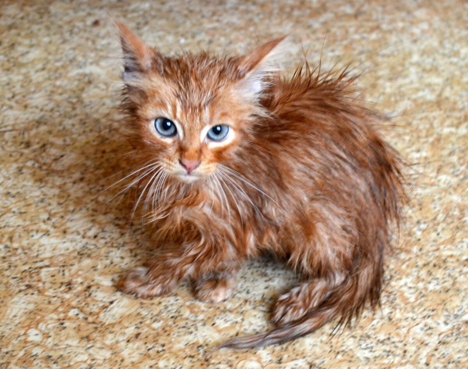 Взъерошенный котенок
