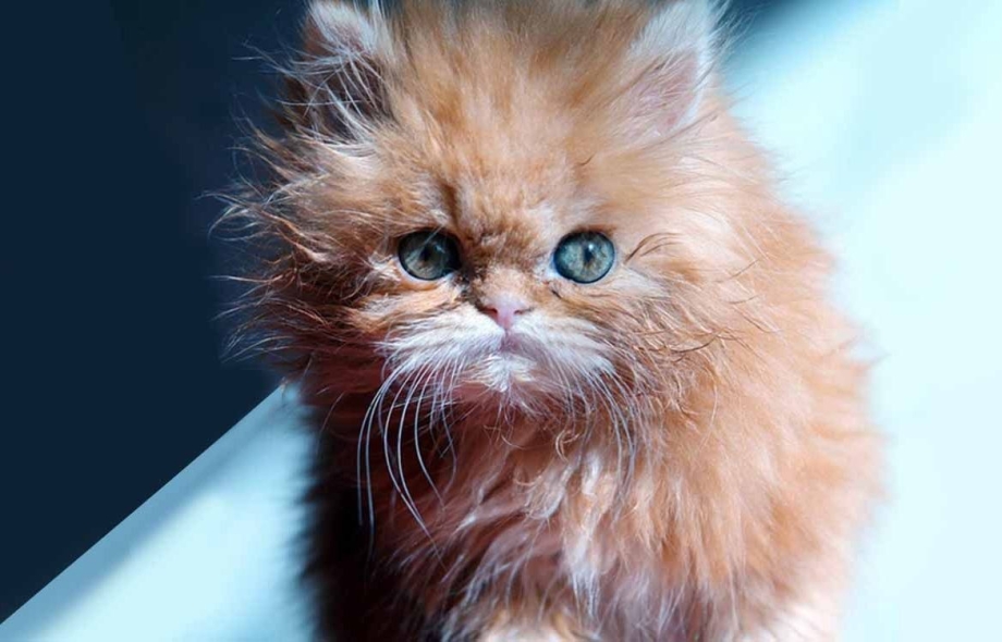 Взъерошенный рыжий котенок