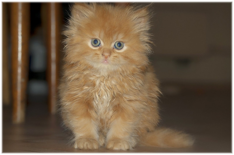 Рыжий лохматый котенок
