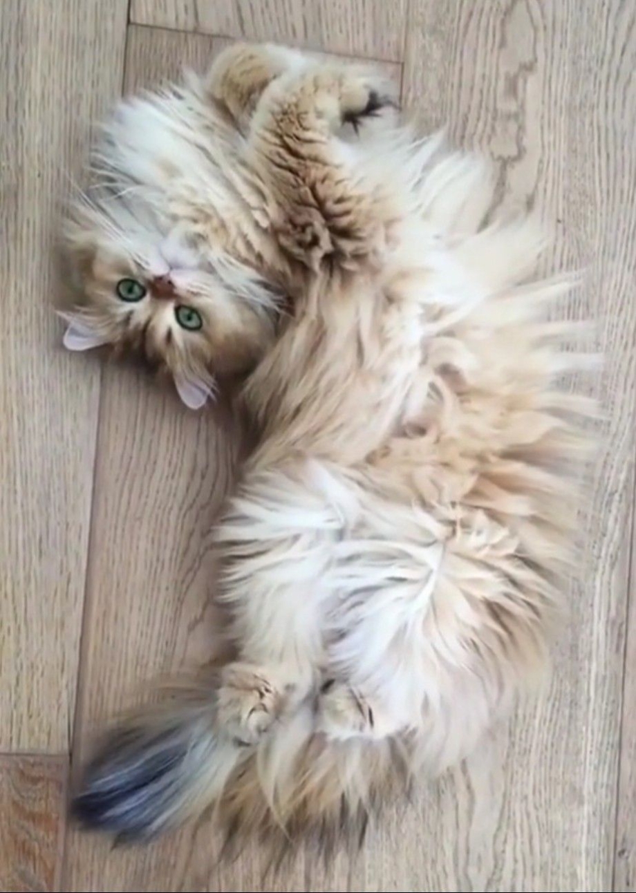 Взъерошенный кот