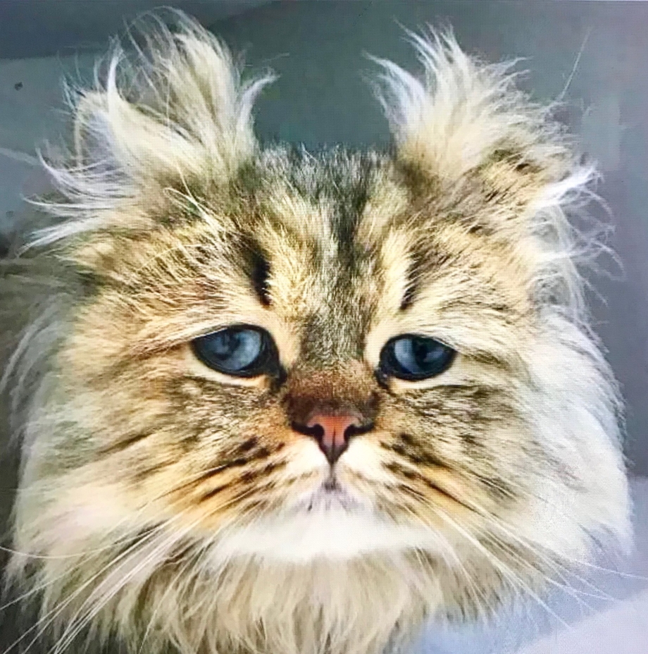 Невыспавшийся котик
