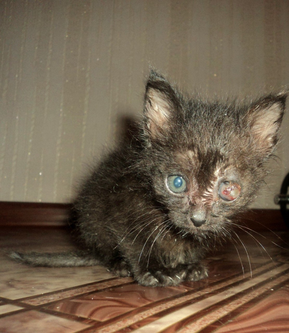 Бедные котята