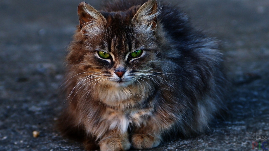 Сибирская кошка