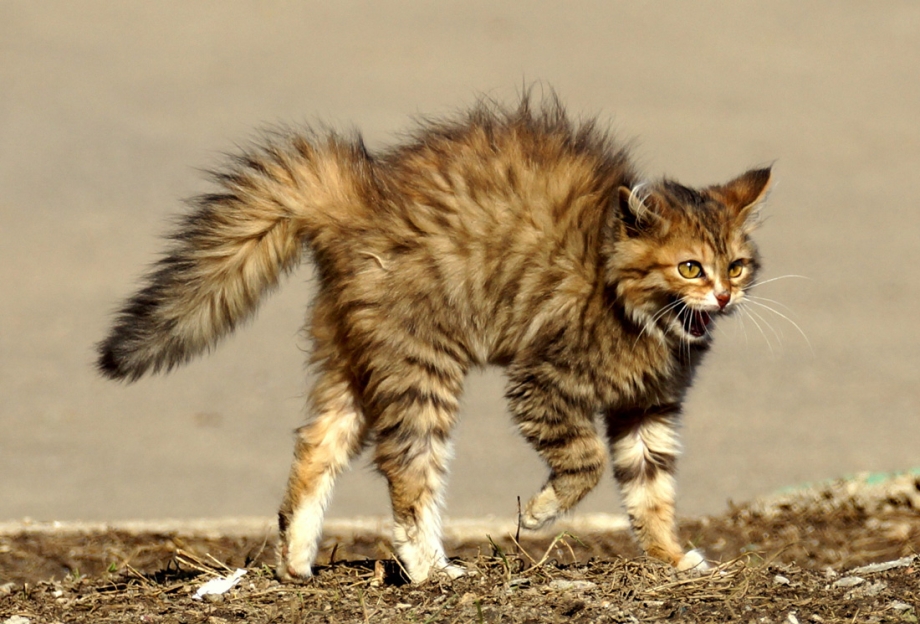 Взъерошенный кот