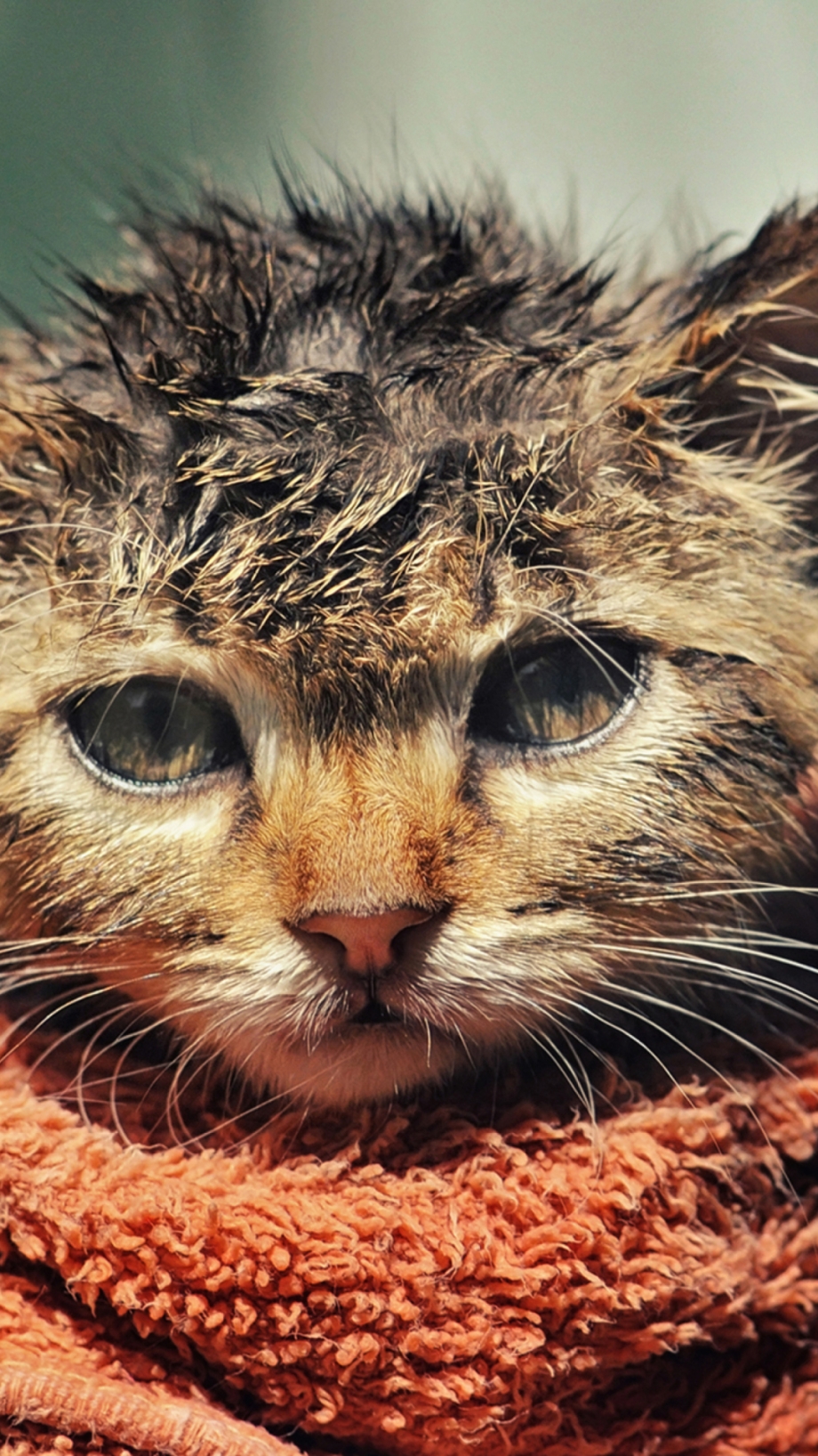 Мокрая кошка