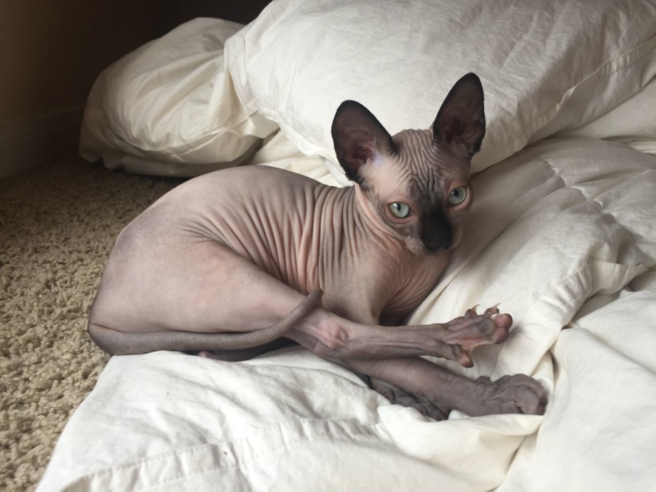 Кот сфинкс черный