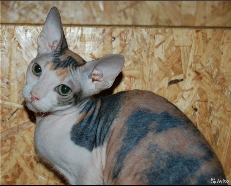Сфинкс кошка