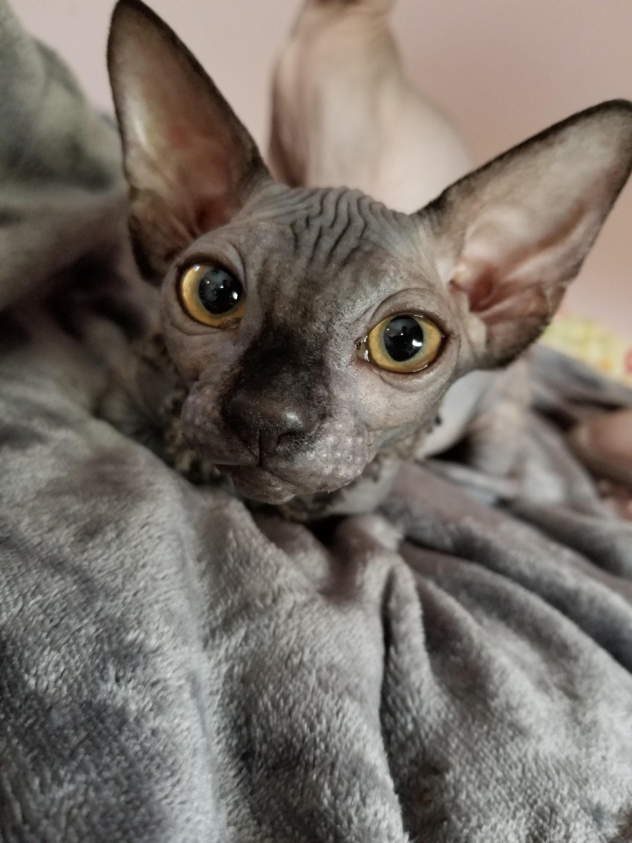 Египетская кошка сфинкс