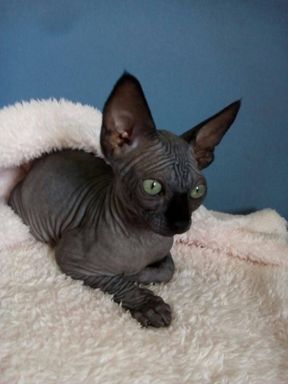 Минскин кот