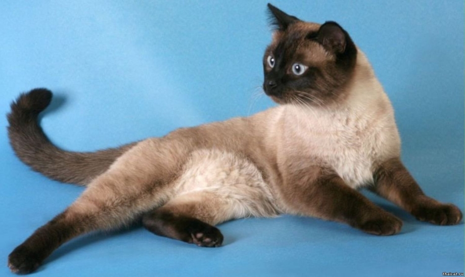 Кастрированный тайский кот
