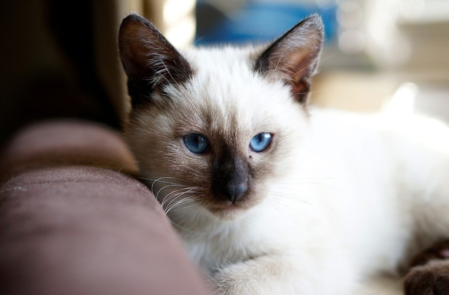 Сиамская турецкая кошка