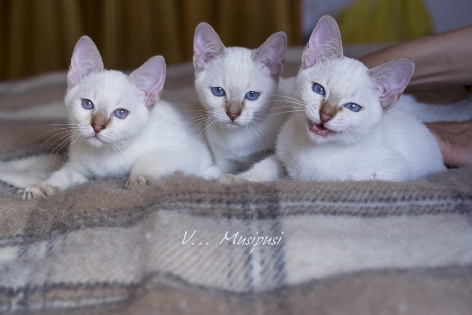 Сиамская беспородная кошка