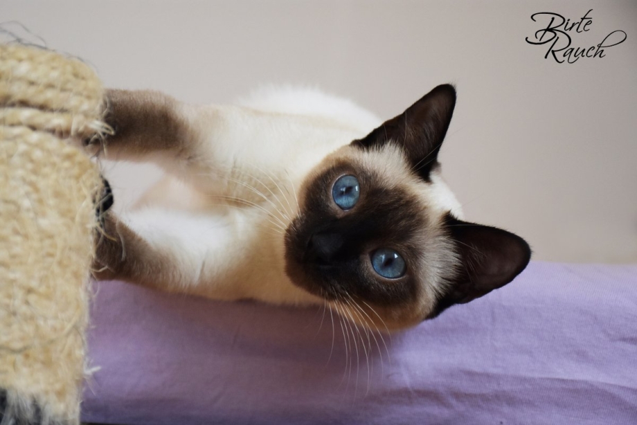 Сиамская кошка короткошерстная