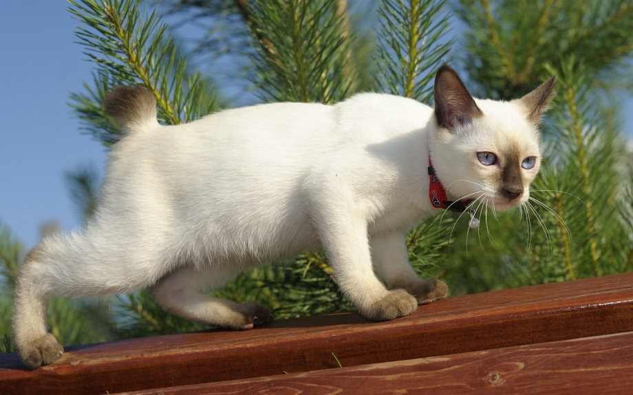 Тайская кошка котята