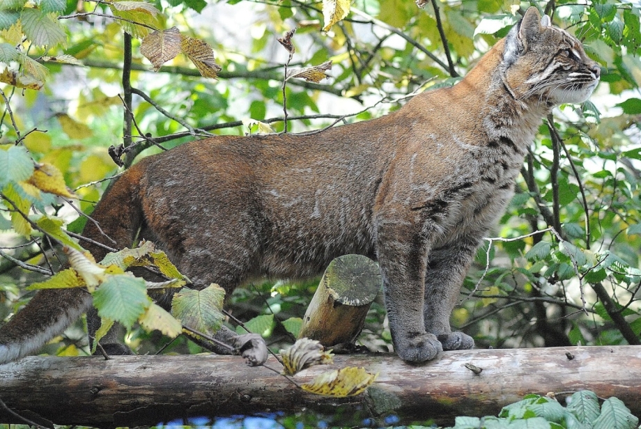 Золотая кошка (profelis aurata)