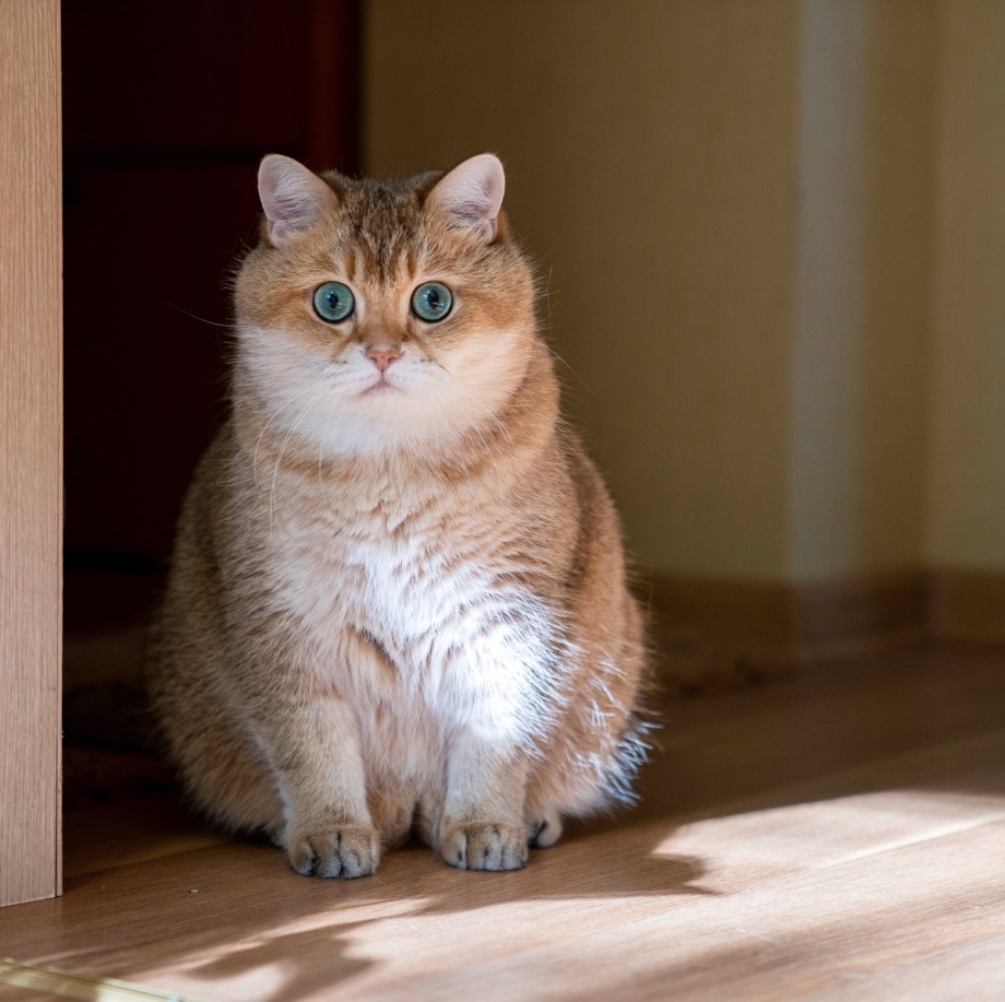Шотландская короткошерстная Золотая шиншилла